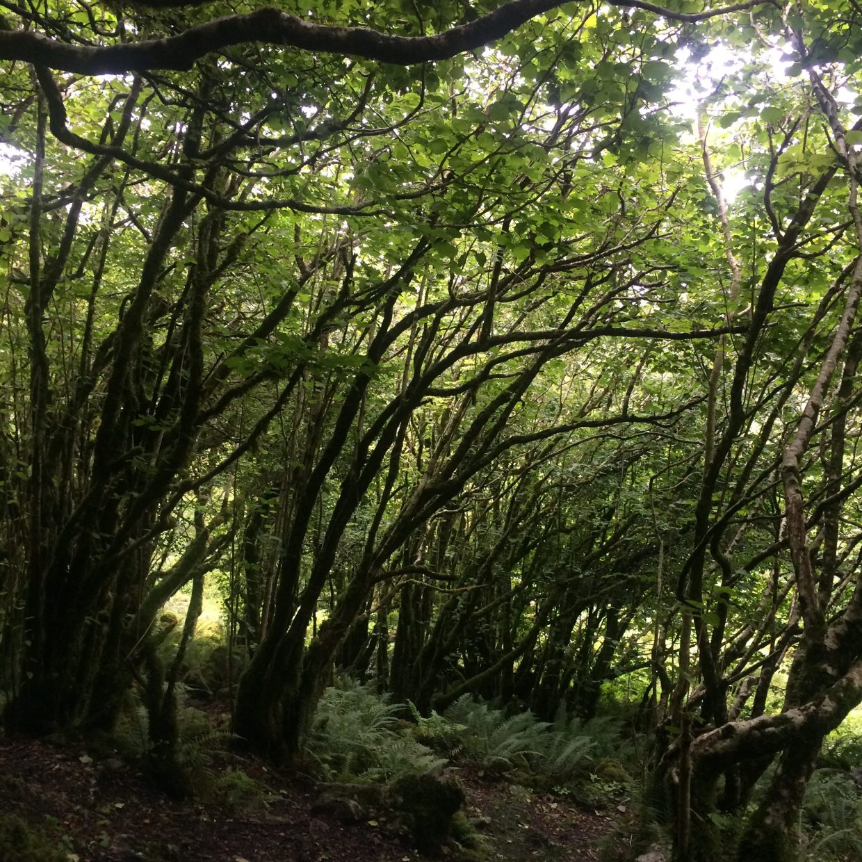 Hazel tree thicket